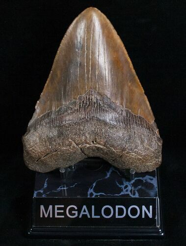 Megalodon Tooth #6986